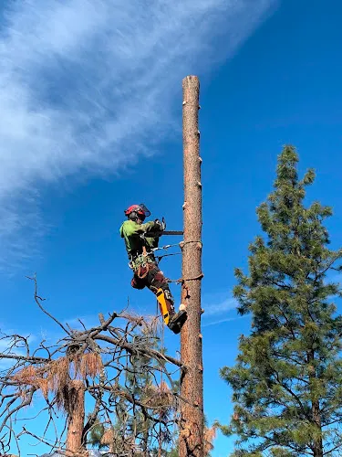 Tree Services work by Ace Tree Services Ltd. in Kelowna