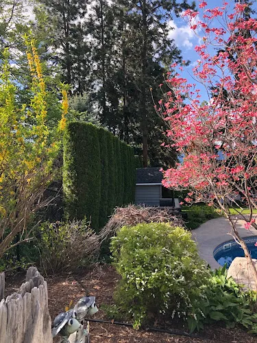 Tree Services work by Razors Hedge - Cedar Hedge Trimming & Lawn Care in Kelowna