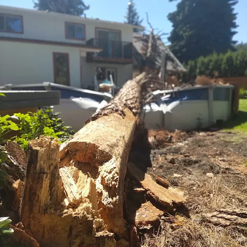 Tree Services work by KingTek tree services in Kelowna