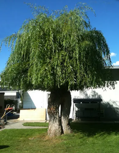 Tree Services work by All Exterior Cedar Hedge Trim & Tree Service in Kelowna