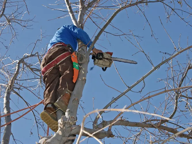 Tree Services work by Pine Valley Tree Services in Kelowna