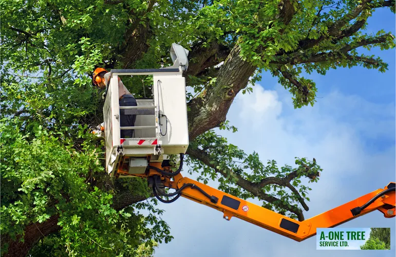 Tree Services work by A-One Tree Service Ltd in Kelowna