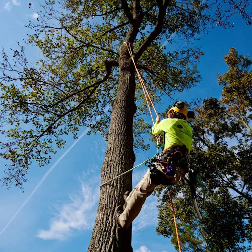 Tree Services work by Bartlett Tree Experts in Kelowna